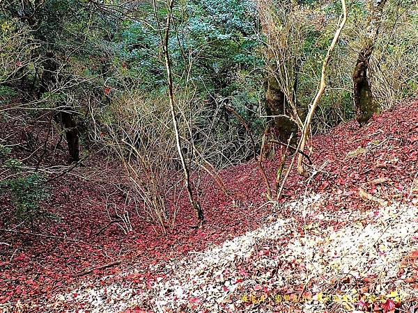 養老山、基那吉山、布奴加里山O形縱走