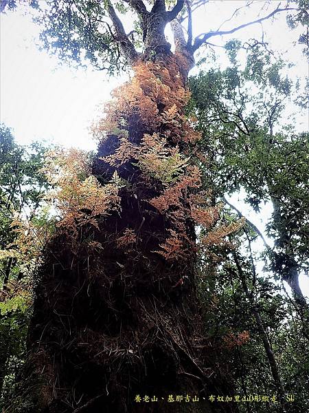 養老山、基那吉山、布奴加里山O形縱走