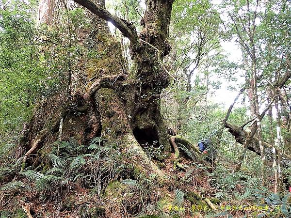 養老山、基那吉山、布奴加里山O形縱走