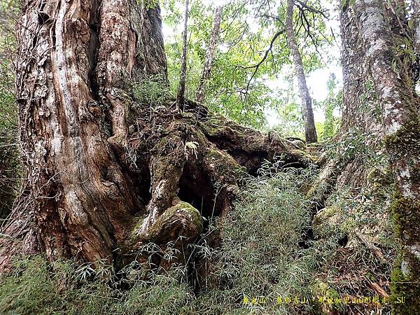 養老山、基那吉山、布奴加里山O形縱走