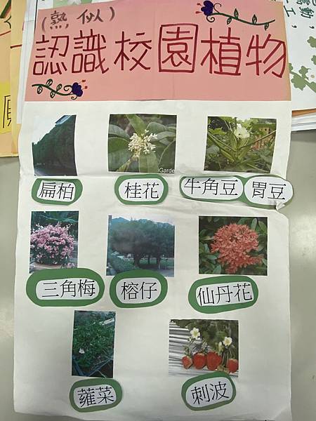 認識校園植物-2