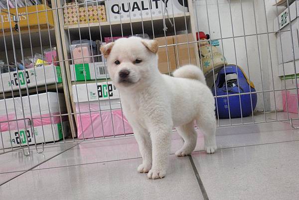 日本柴犬~2014年3月20日出生優質幼柴犬