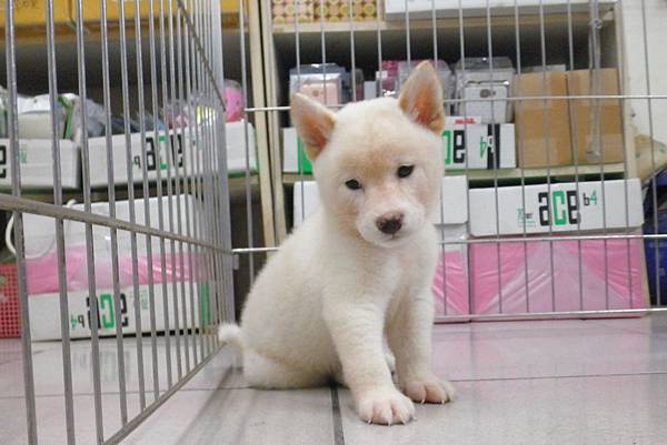 日本柴犬~2014年5月20日出生優質1公幼柴犬
