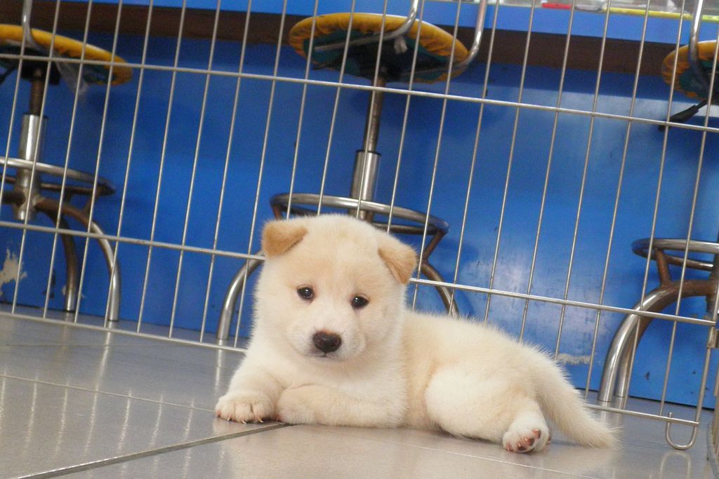 日本柴犬~2014年9月20日出生優質1公幼柴犬