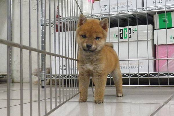 日本柴犬~2014年11月15日出生優質1母赤幼柴犬