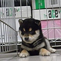 日本柴犬~2014年12月7日出生優質1公黑幼柴犬