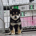 日本柴犬~2014年12月7日出生優質1公黑幼柴犬