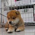 日本柴犬~2014年12月7日出生優質1公赤幼柴犬