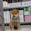 日本柴犬~2014年12月7日出生優質1公赤幼柴犬
