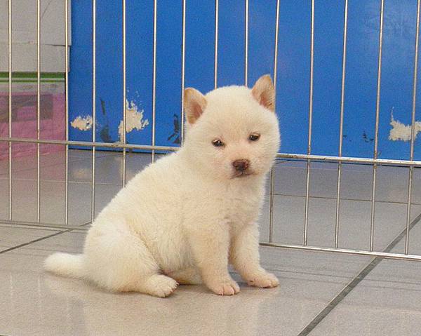 日本柴犬~2014年12月25日出生優質1公幼柴犬