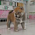 柴犬~2014年12月25日出生優質1公赤幼柴犬