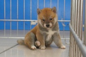 柴犬~2014年12月25日出生優質1公赤幼柴犬