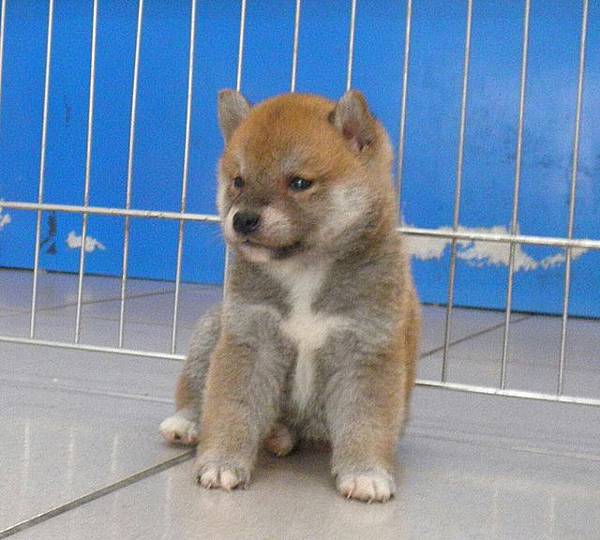 .日本柴犬~2014年12月25日出生優質1赤公幼柴犬