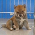 .日本柴犬~2014年12月25日出生優質1赤公幼柴犬