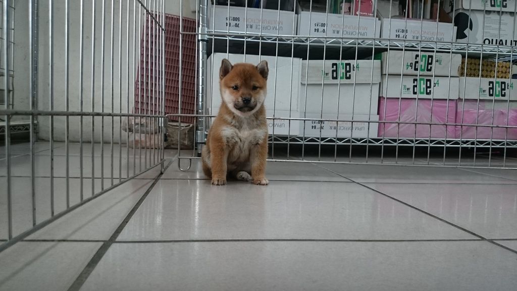 日本柴犬~2015年8月16日優質幼柴犬~1赤母