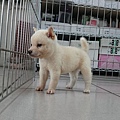 日本柴犬~2015年9月5日優質幼柴犬~1白公