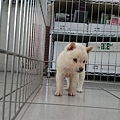 日本柴犬~2015年9月5日優質幼柴犬~1白公