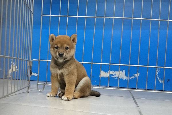 日本柴犬~2015年9月5日優質幼柴犬~1赤公