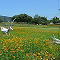 屯山里的花海