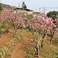 IMG_5030 [800x600]