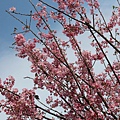IMG_5051 [800x600]