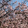 IMG_5089 [800x600]