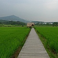 稻田中的草屋