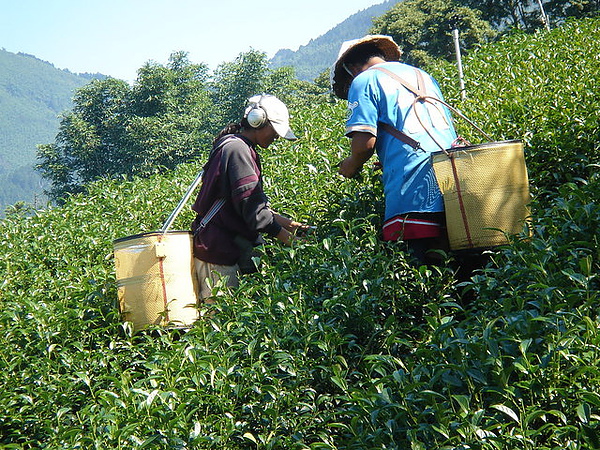 採茶人的裝備