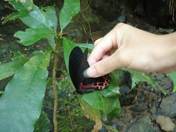 小毛 抓蝴蝶