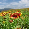 這是 菊島才會有的風景