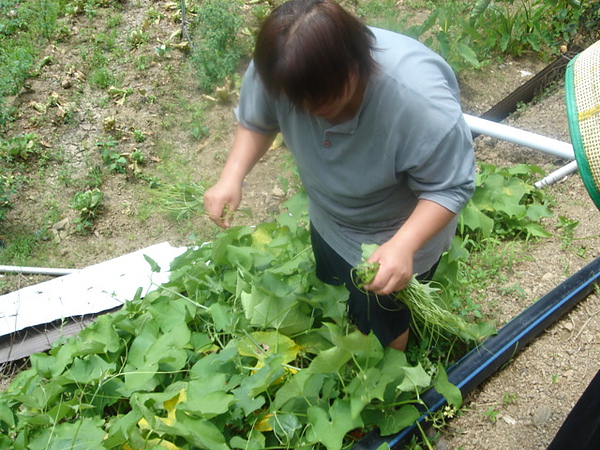 舅媽採龍鬚菜中