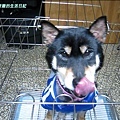 20100330黑糖3.jpg