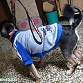 20100330黑糖6.jpg