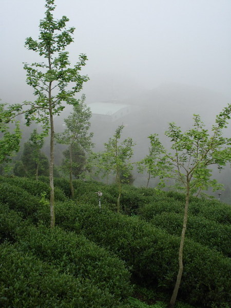 茶園