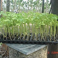 牛番茄幼苗『請代播種大約一個月』約15公分左右