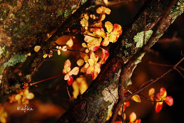 湯滝入口9 湯滝入口9