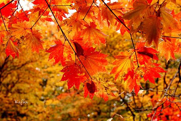 湯滝入口12 湯滝入口12