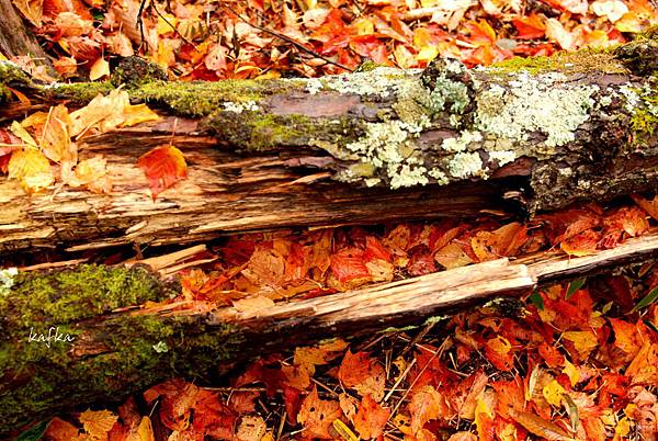 湯滝入口15 湯滝入口15