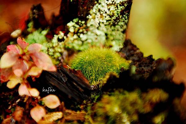 湯滝入口25 湯滝入口25