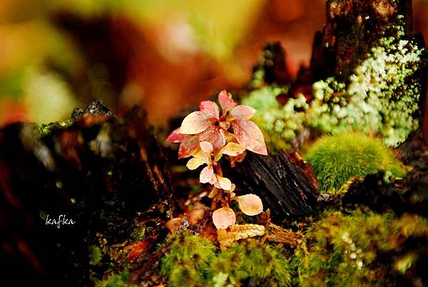 湯滝入口26 湯滝入口26