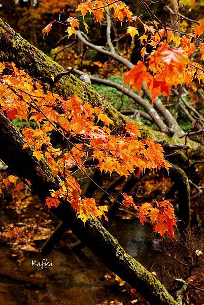 湯滝入口v24 湯滝入口v24