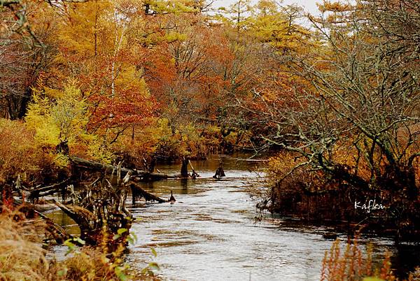 戦場ヶ原6 戦場ヶ原6
