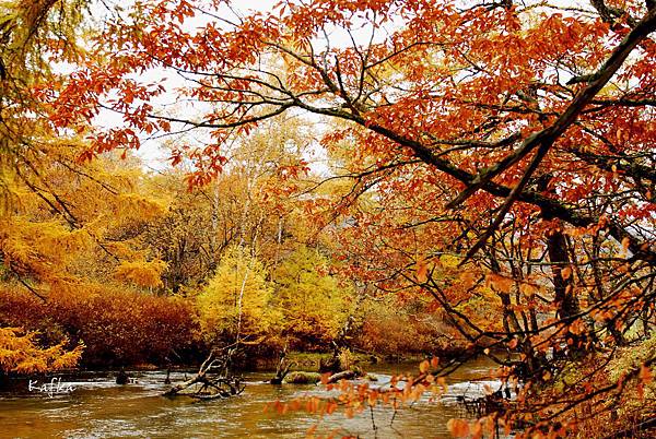 戦場ヶ原17 戦場ヶ原17