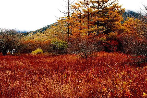 戦場ヶ原20 戦場ヶ原20