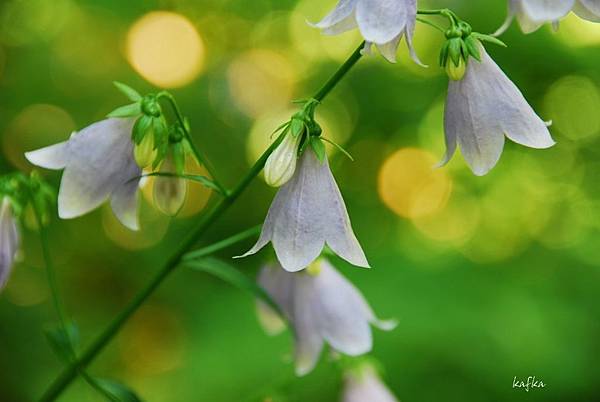 03DSC_9363.JPG 03DSC_9363.JPG