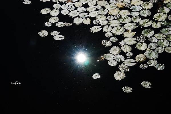 11DSC_9346.JPG 11DSC_9346.JPG