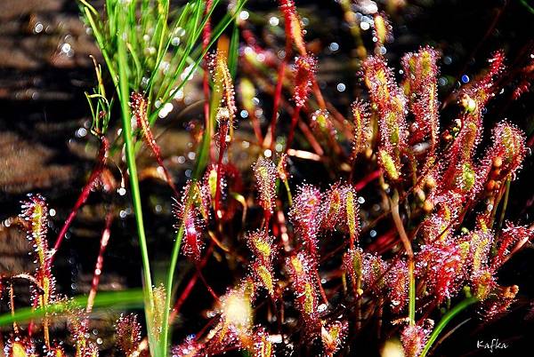 13DSC_9343.JPG 13DSC_9343.JPG