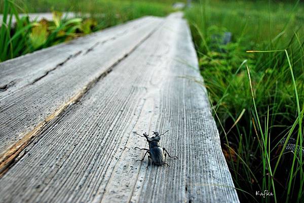 16DSC_9082.JPG 16DSC_9082.JPG