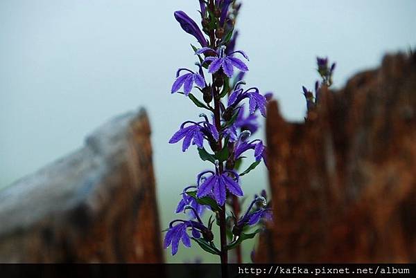 DSC_9137.JPG DSC_9137.JPG