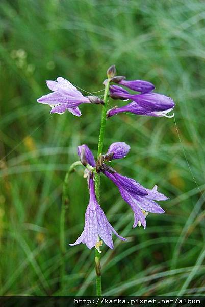 DSC_9130.JPG DSC_9130.JPG